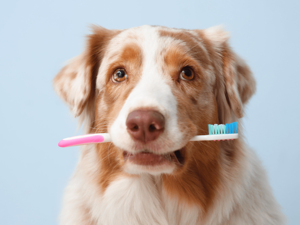 Pet Dental Health Month: Simple Ways to Protect Your Dog’s&nbsp;Teeth